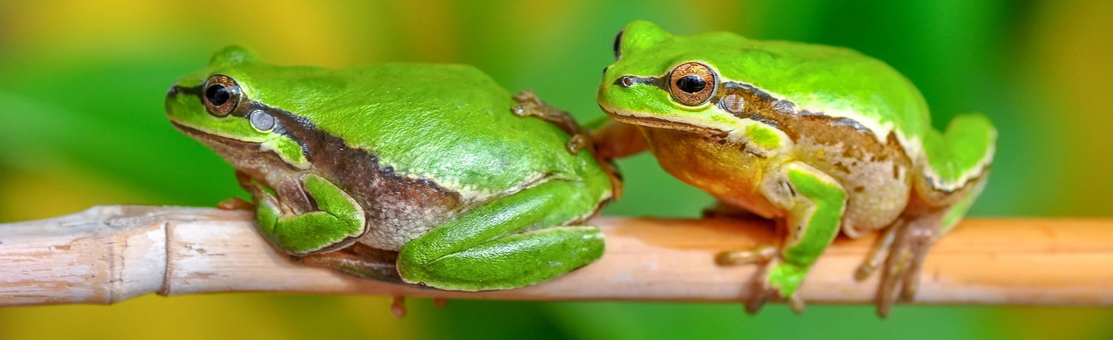 Scientists Use Frog Bacteria to Destroy Cancer Tumors in Mice