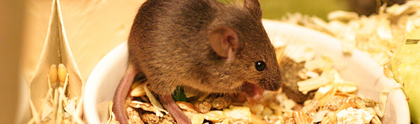 Reducing Valine Intake Boosted Longevity in Male Mice