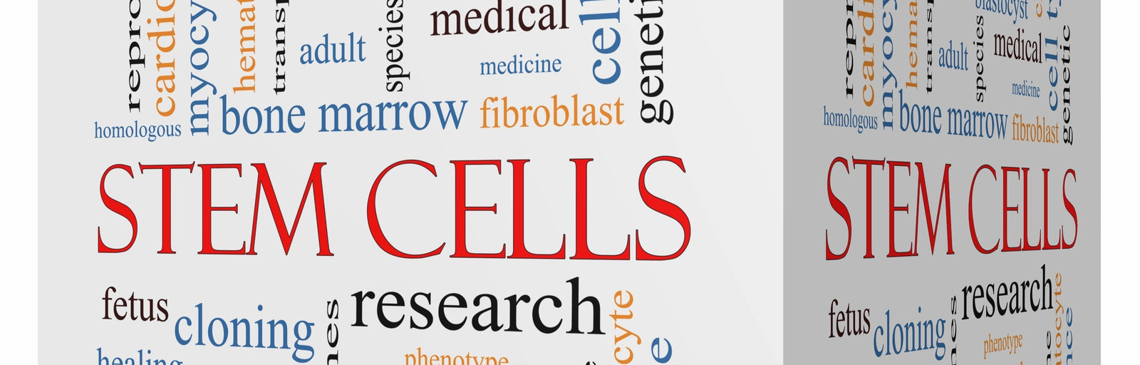 The Role of Stem Cells in Bone Regeneration