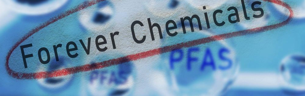 Can Gut Bacteria Break Down Forever Chemicals?