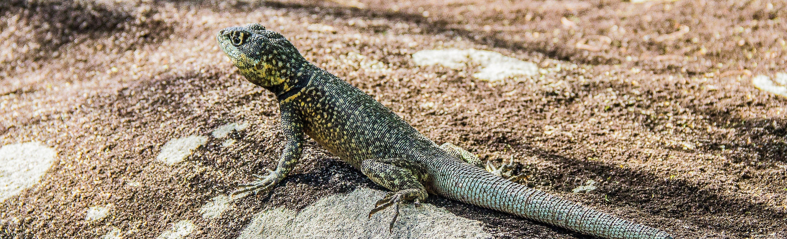 Gecko Cells may Help with Spinal Cord Treatments in Humans