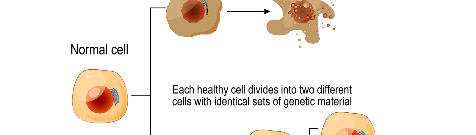 New Anti-Aging Discovery and Senescent Cells