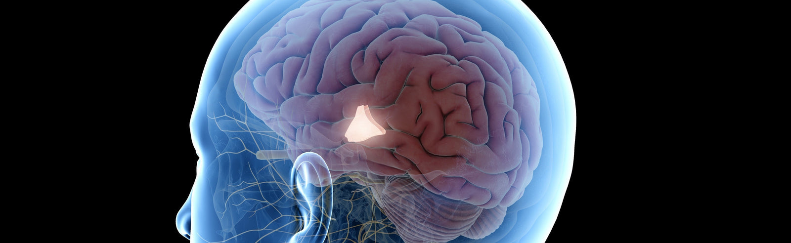 How The Brain Affects Aging