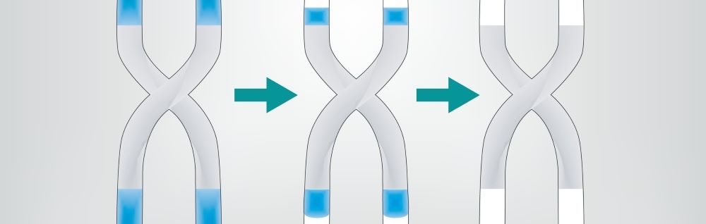 Molecule Found to Restore Telomerase and Improve Cognition in Mice