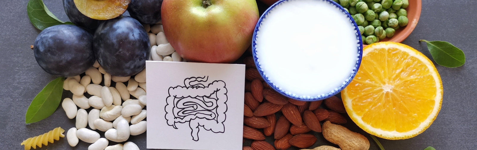 A Healthy Gut Can Slow Aging