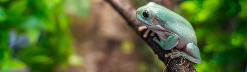 Tree Frog Bacteria Eliminates Colon Cancer